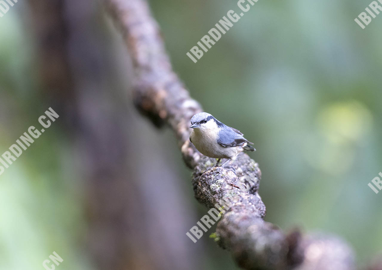 普通䴓 Eurasion Nuthatch