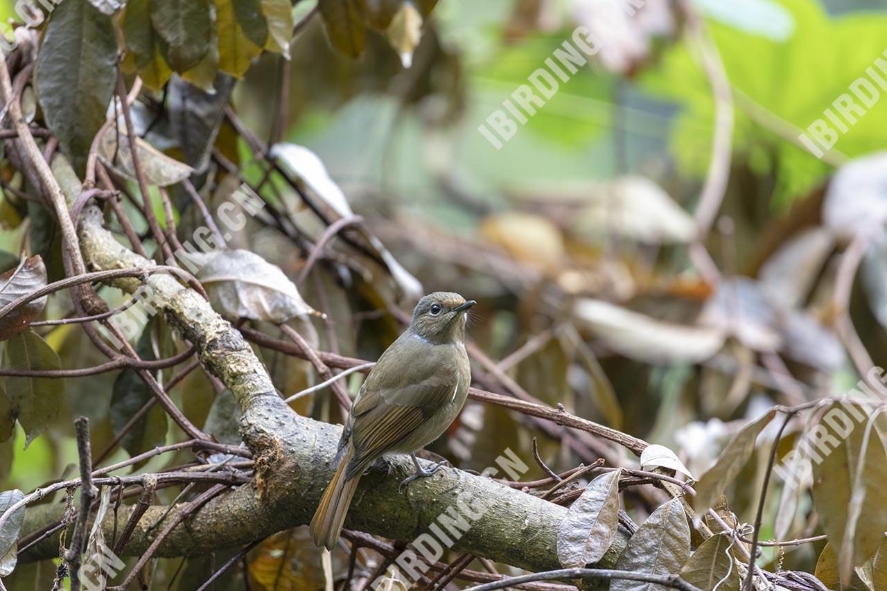 小仙鹟 Small Niltava