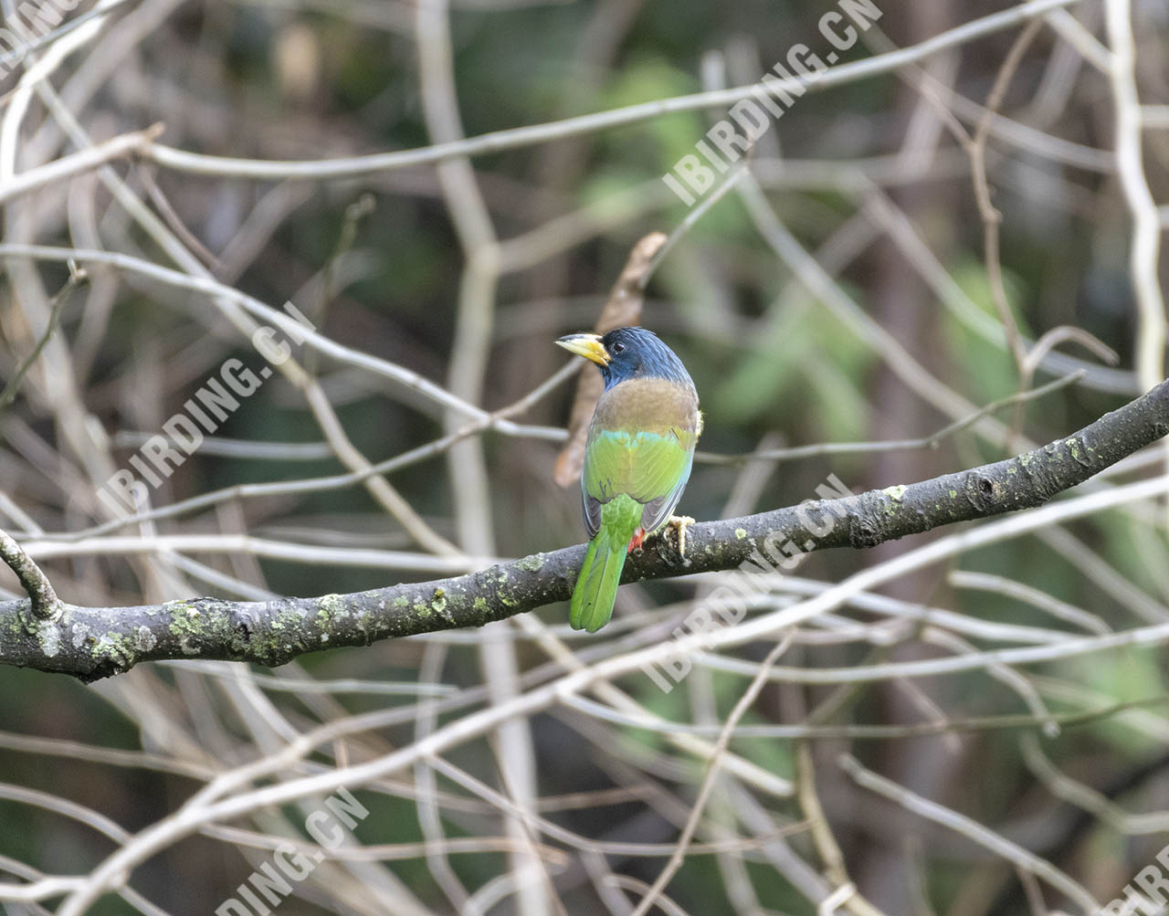 大拟啄木鸟 Greater Barbet