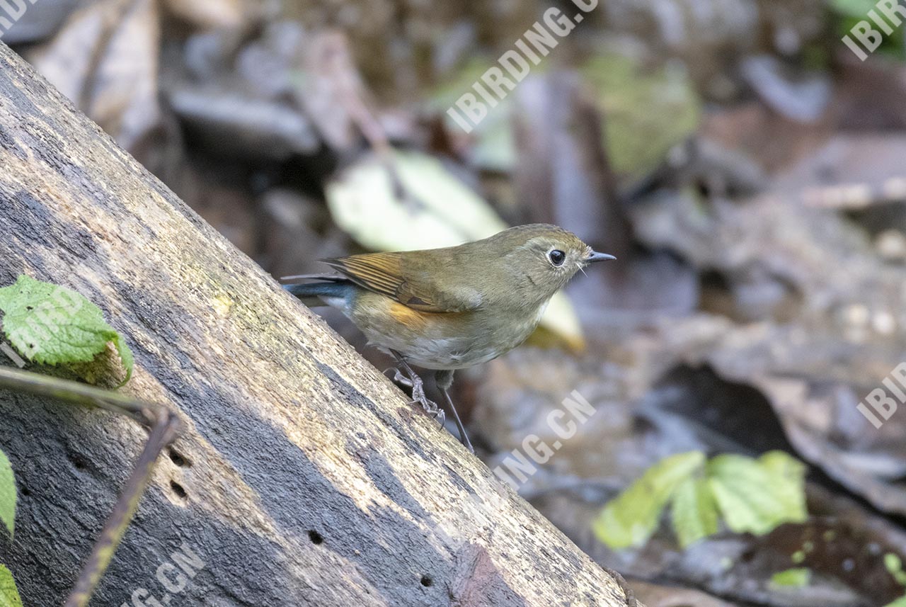 蓝眉林鸲 Himalayan Bluetail