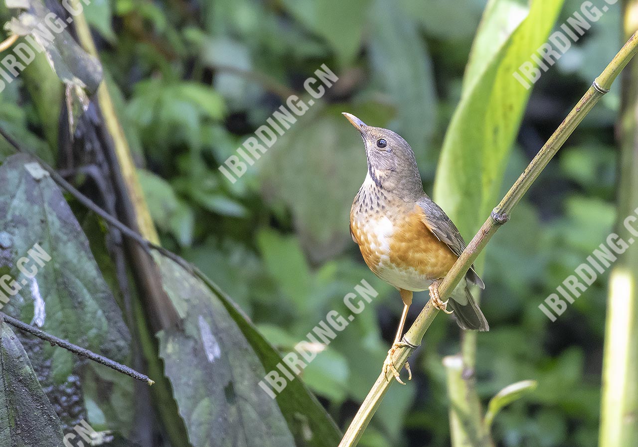 黑胸鸫 Black-breasted Thrush