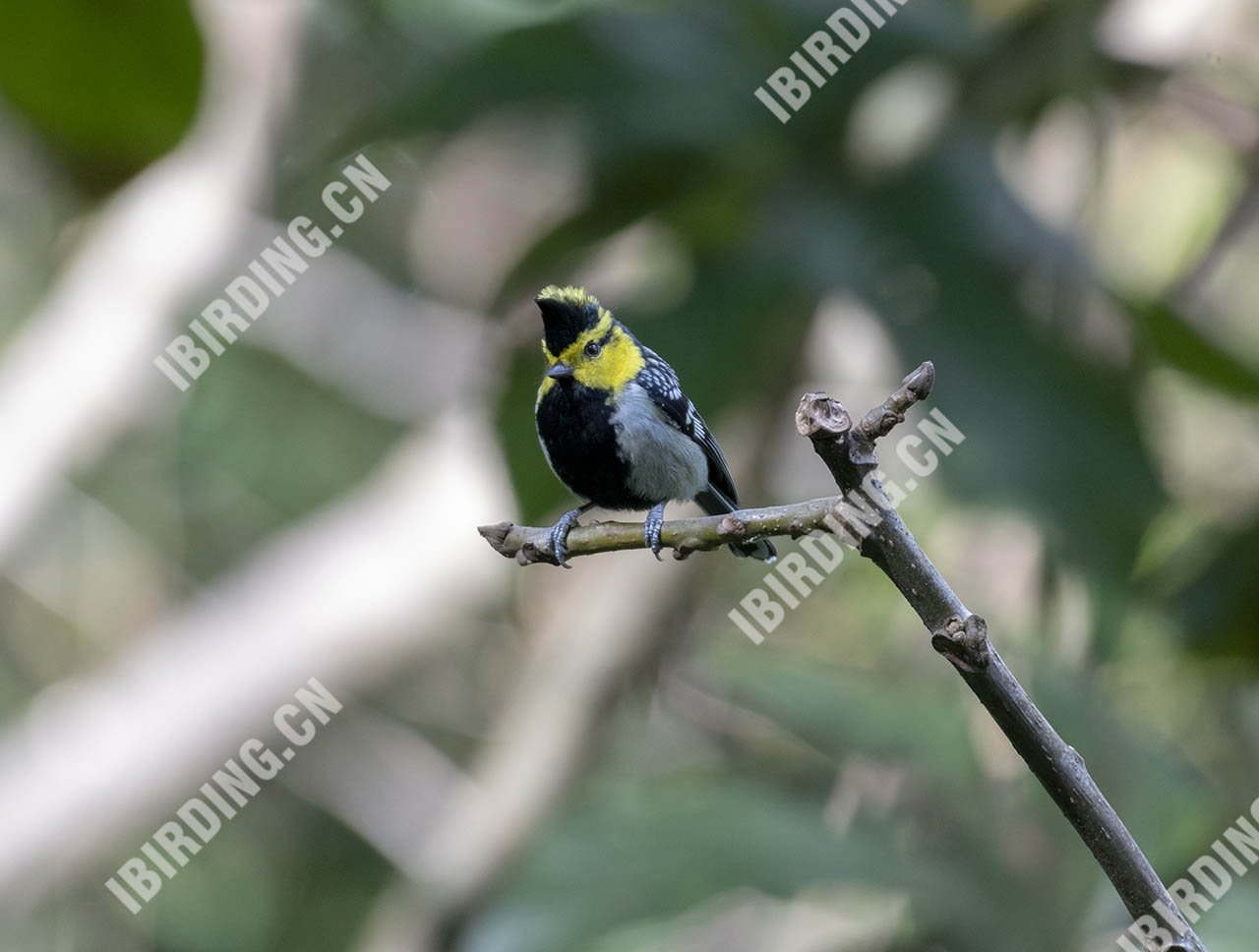 黄颊山雀 Yellow-cheeked Tit