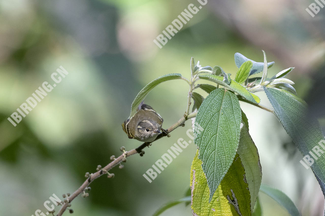灰喉柳莺 Ashy-throated Warbler