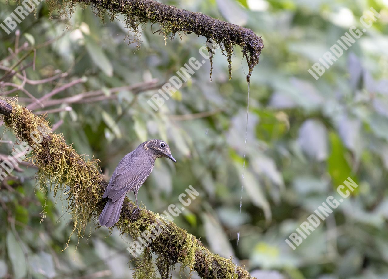 栗腹矶鸫 Chestnut-bellied RockThrush