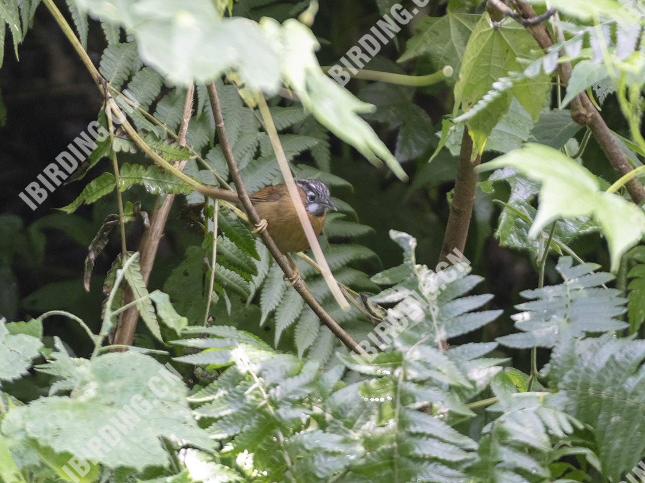 黑头穗鹛 Grey-throated Babbler