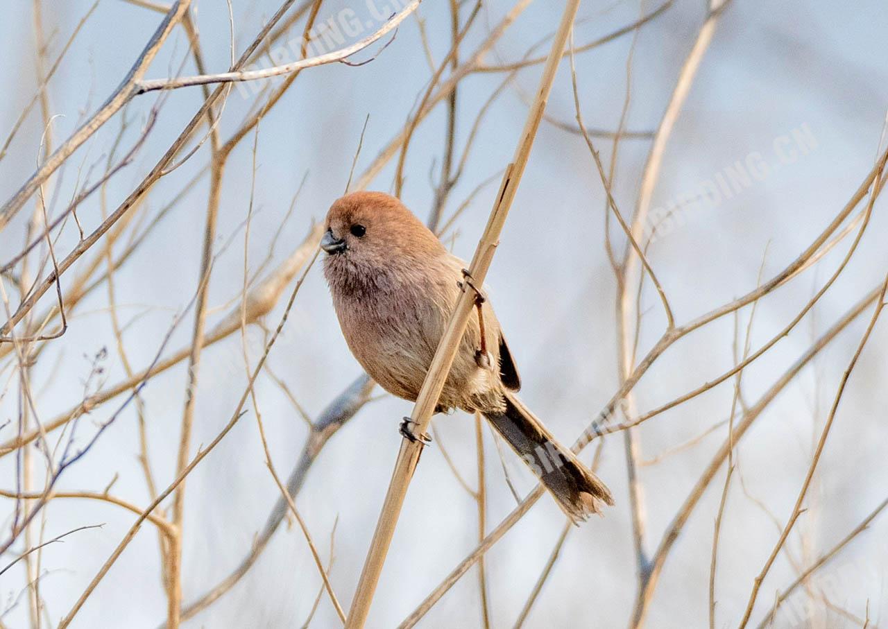 棕头鸦雀 Vinous-throated Parrotbill