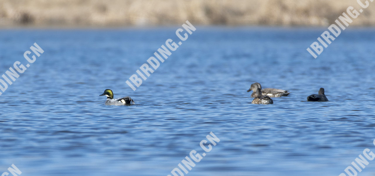 罗纹鸭 Falcated Duck