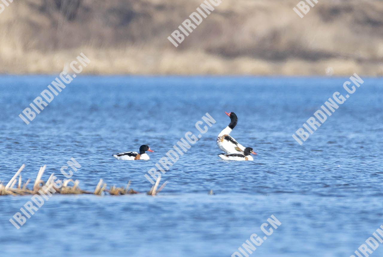 翘鼻麻鸭 Common Shelduck