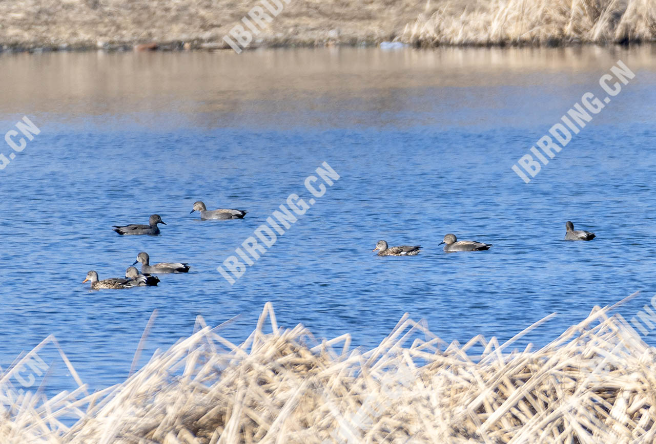 赤膀鸭 Gadwall