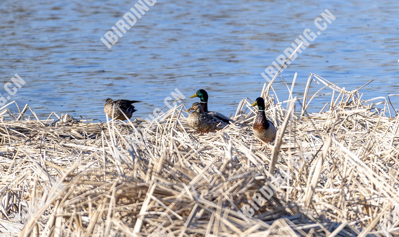 绿头鸭 Mallard