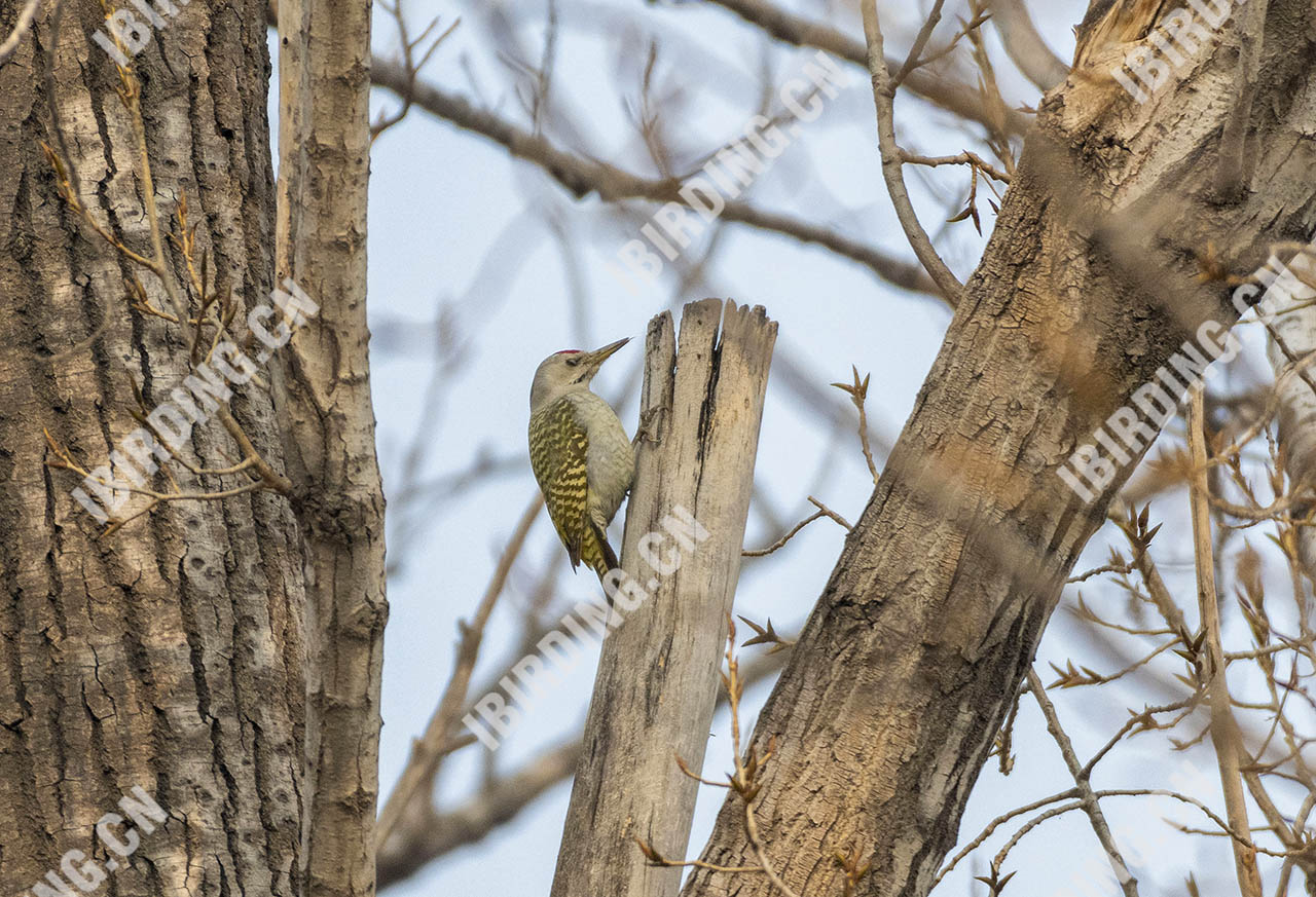 灰头绿啄木鸟 Grey-headed Woodpecker