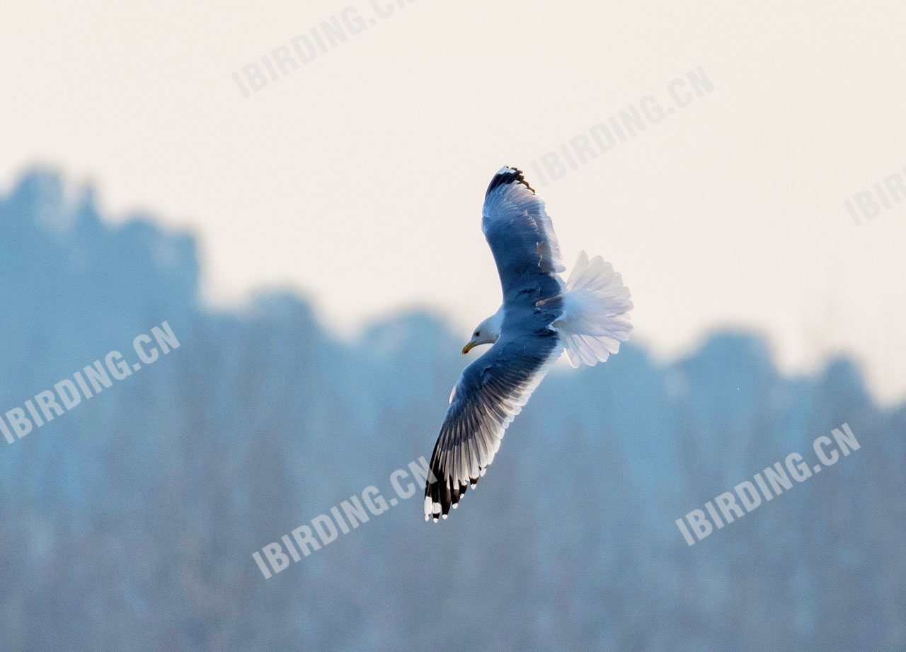 黄脚银鸥 Yellow-legged Gull