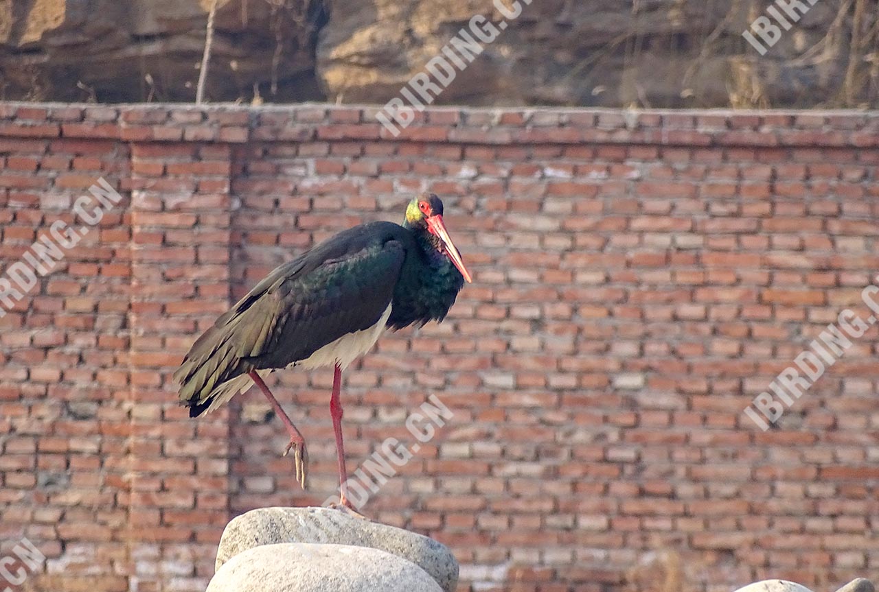 黑鹳 Black Stork