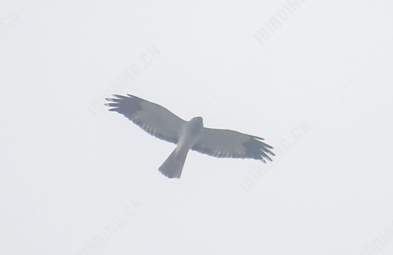 白尾鹞 Northern Harrier