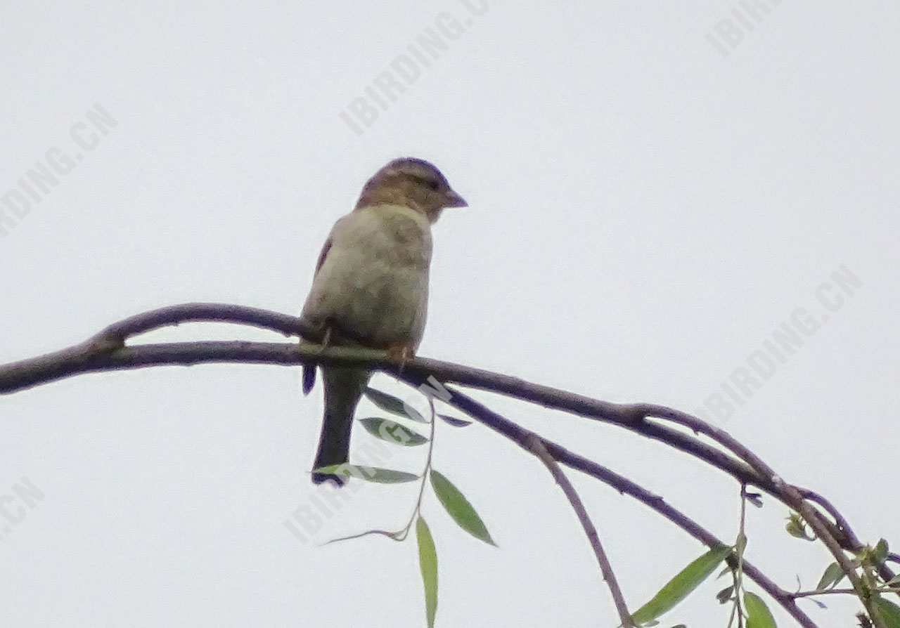 山麻雀 Russet Sparrow