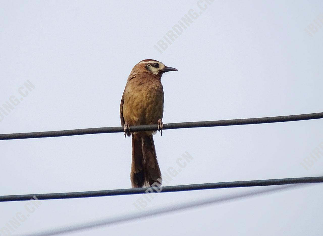 白颊噪鹛 White-browed Laughingthrush