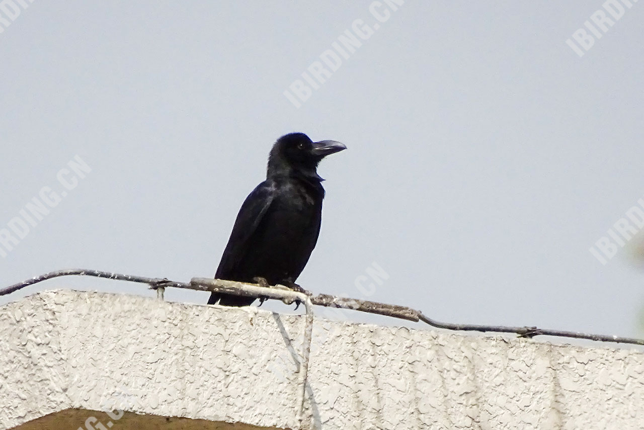 大嘴乌鸦 Large-billed Crow