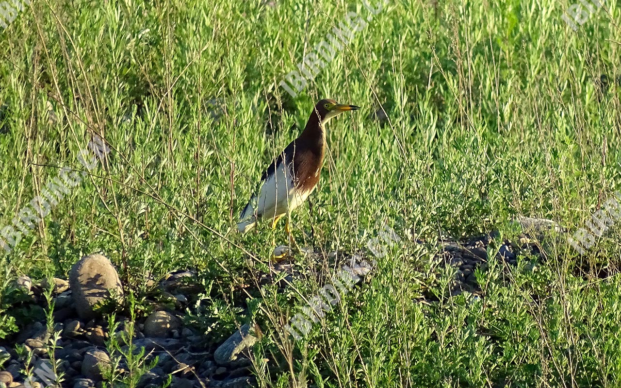 池鹭 Chinese Pond-Heron