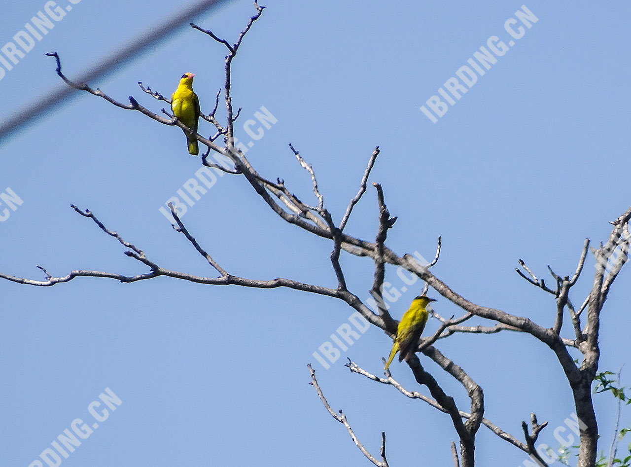 黑枕黄鹂 Black-naped Oriole