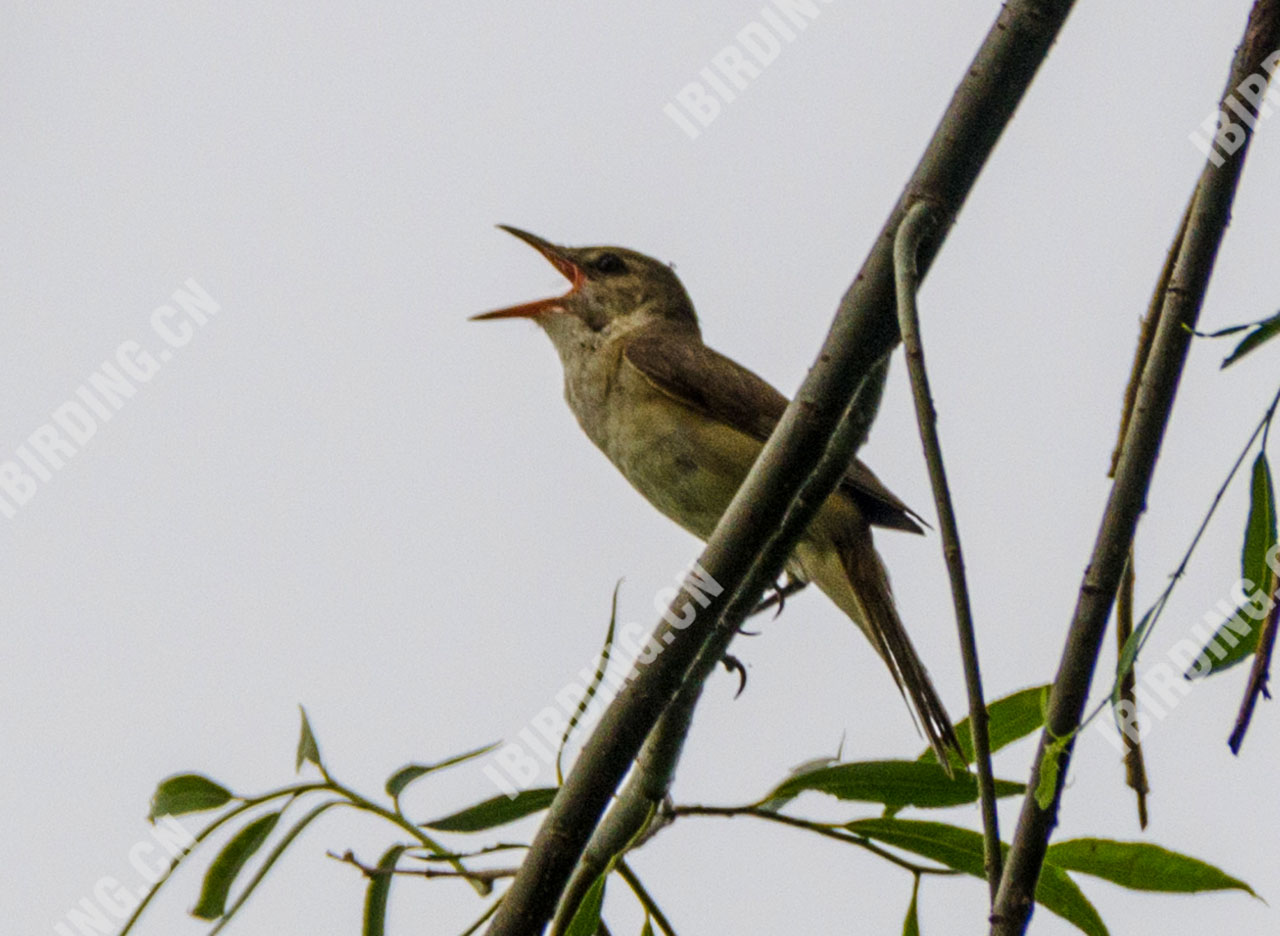 东方大苇莺 Oriental Reed Warbler