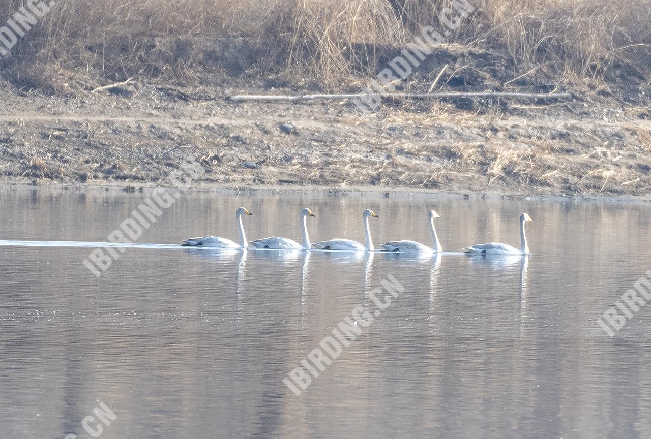 大天鹅 Whooper Swan