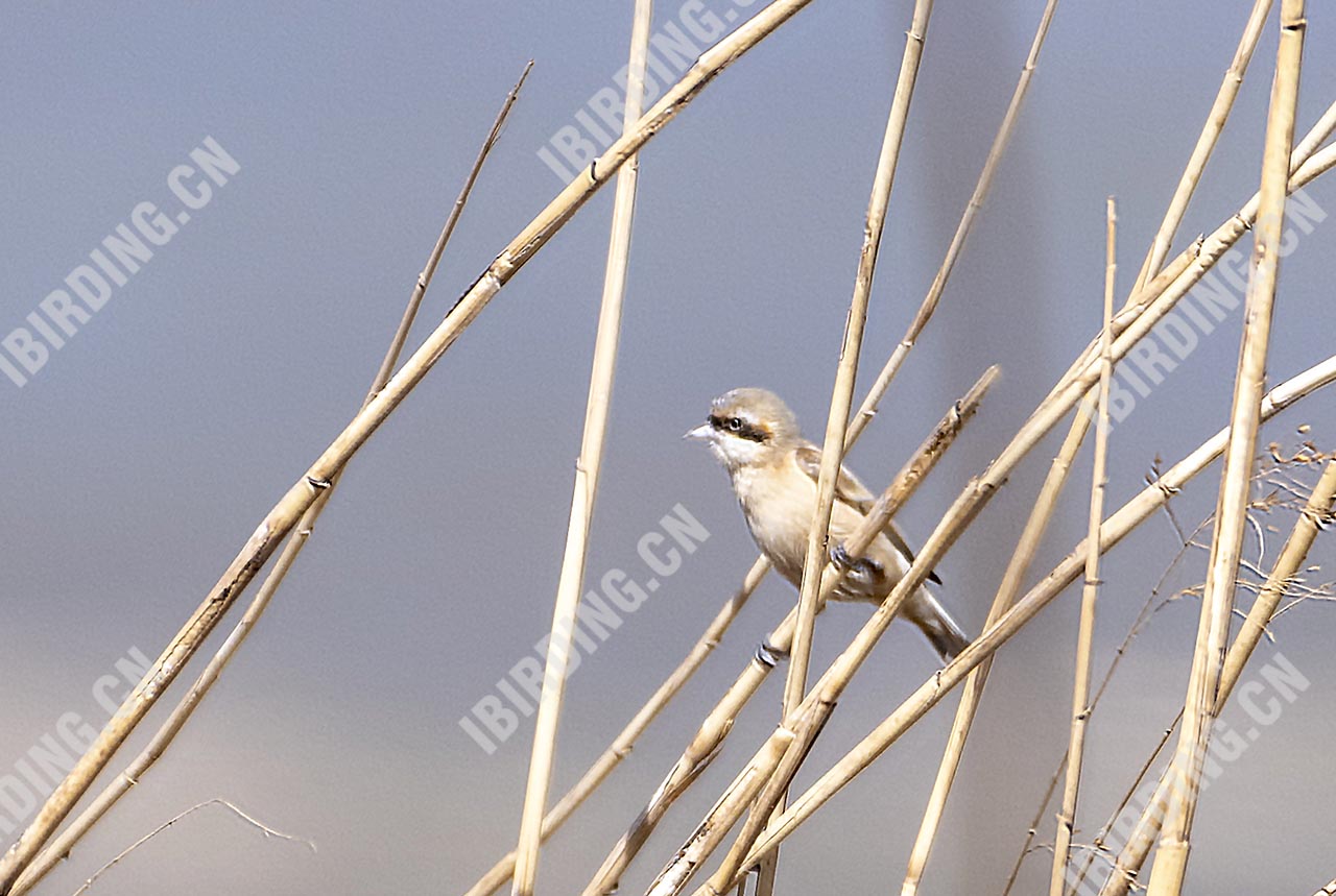 中华攀雀 Chinese Penduline Tit