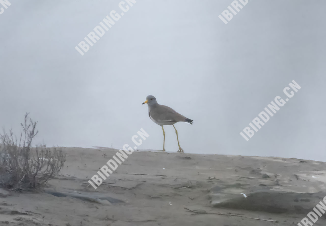 灰头麦鸡 Grey-headed Lapwing