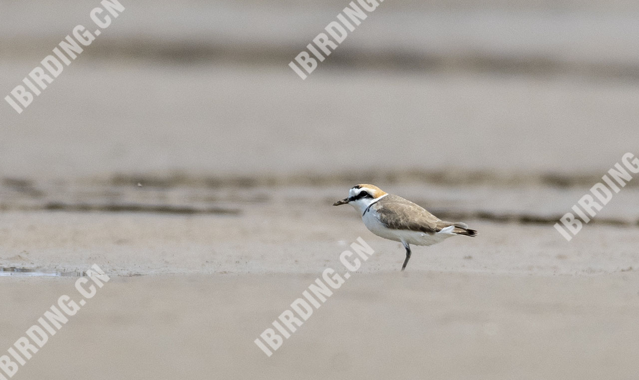 环颈鸻 Kentish Plover