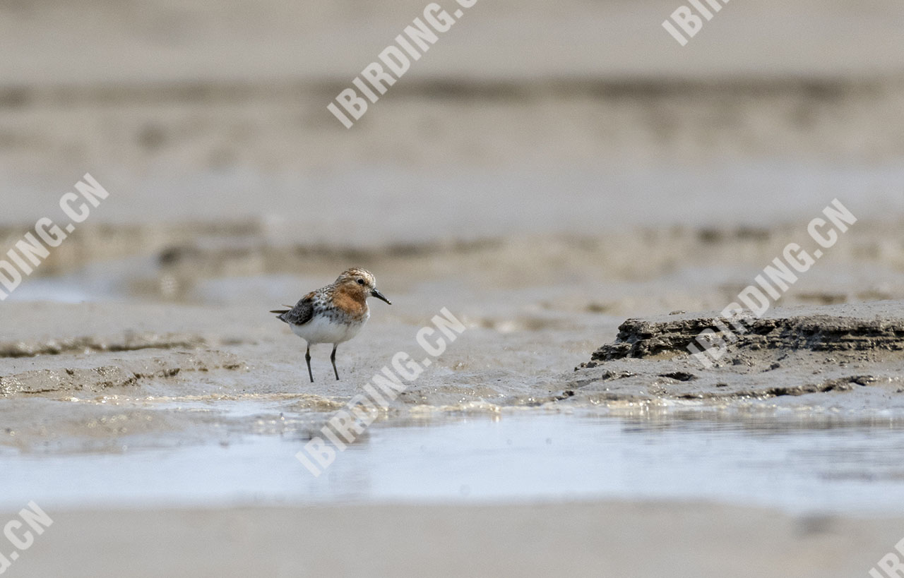 红颈滨鹬 Rufous-necked Stint