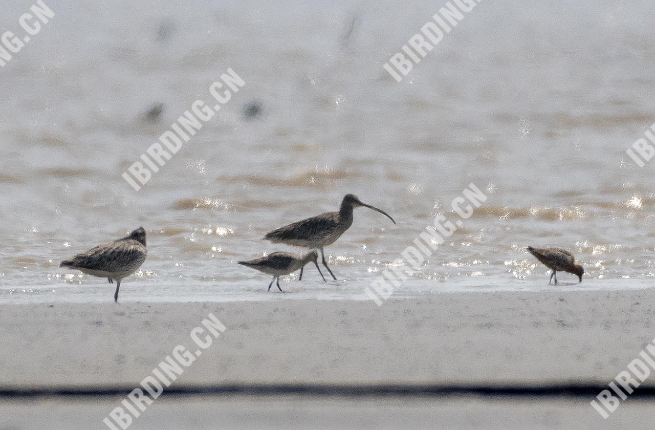 大杓鹬 Far Eastern Curlew