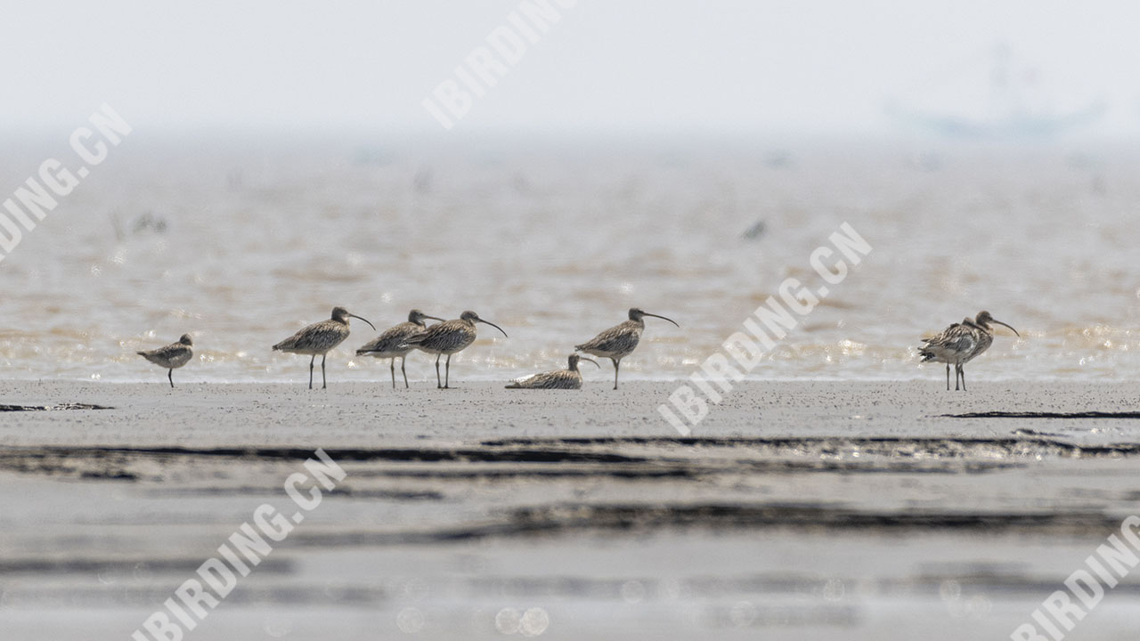 白腰杓鹬 Eurasian Curlew