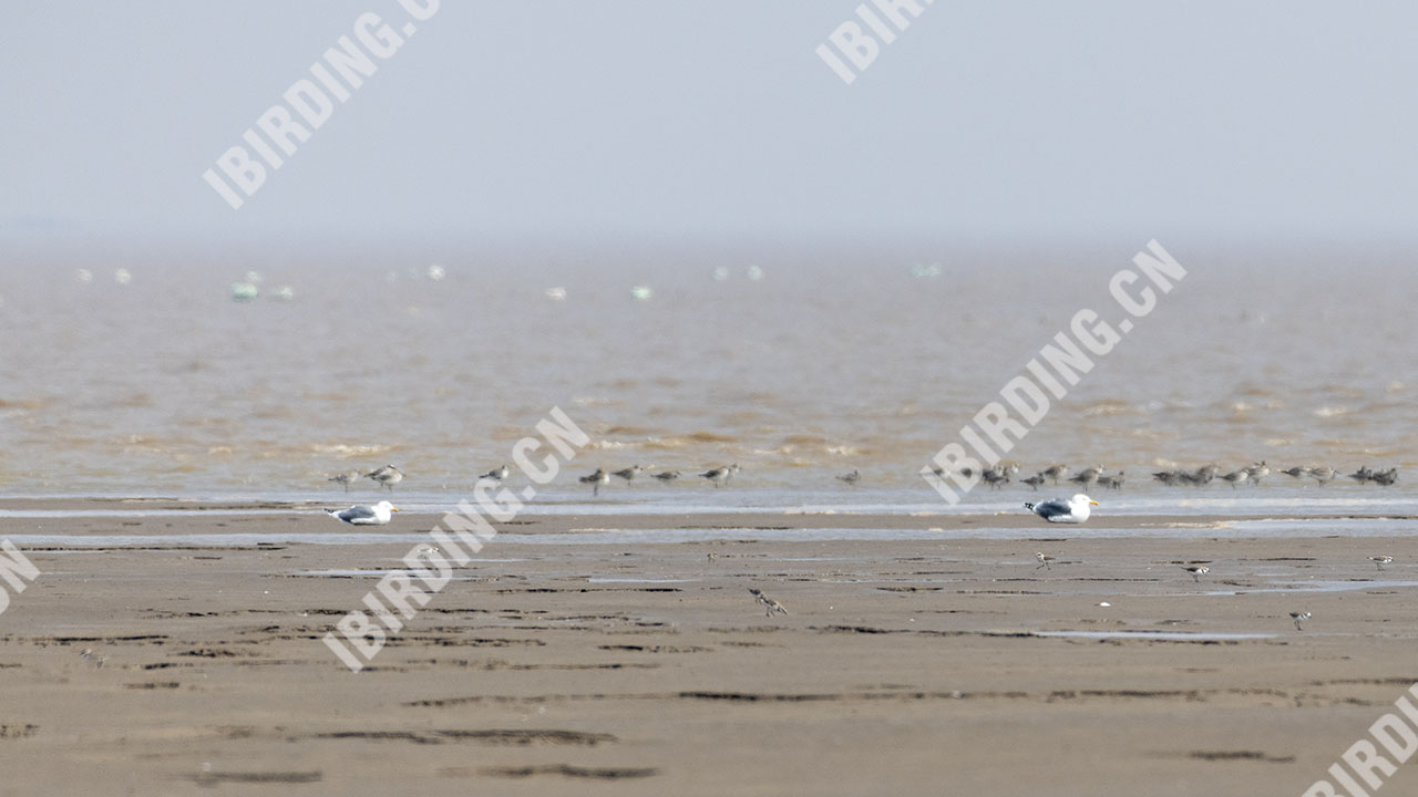 灰背鸥 Slaty-backed Gull