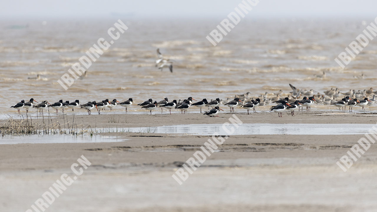 蛎鹬 Eurasian Oystercatcher