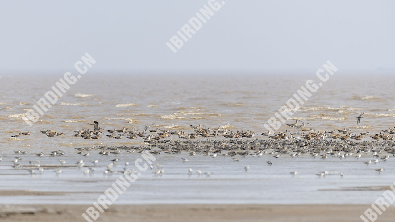 斑尾塍鹬 Bar-tailed Godwit