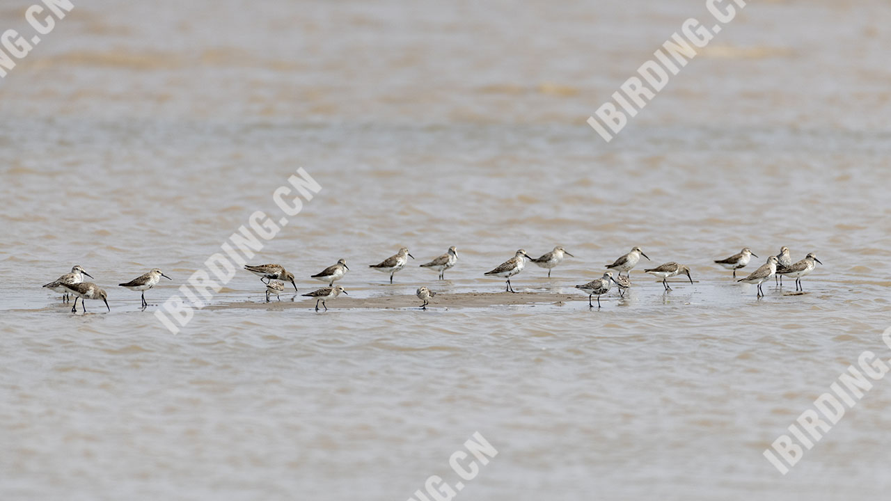 黑腹滨鹬 Dunlin