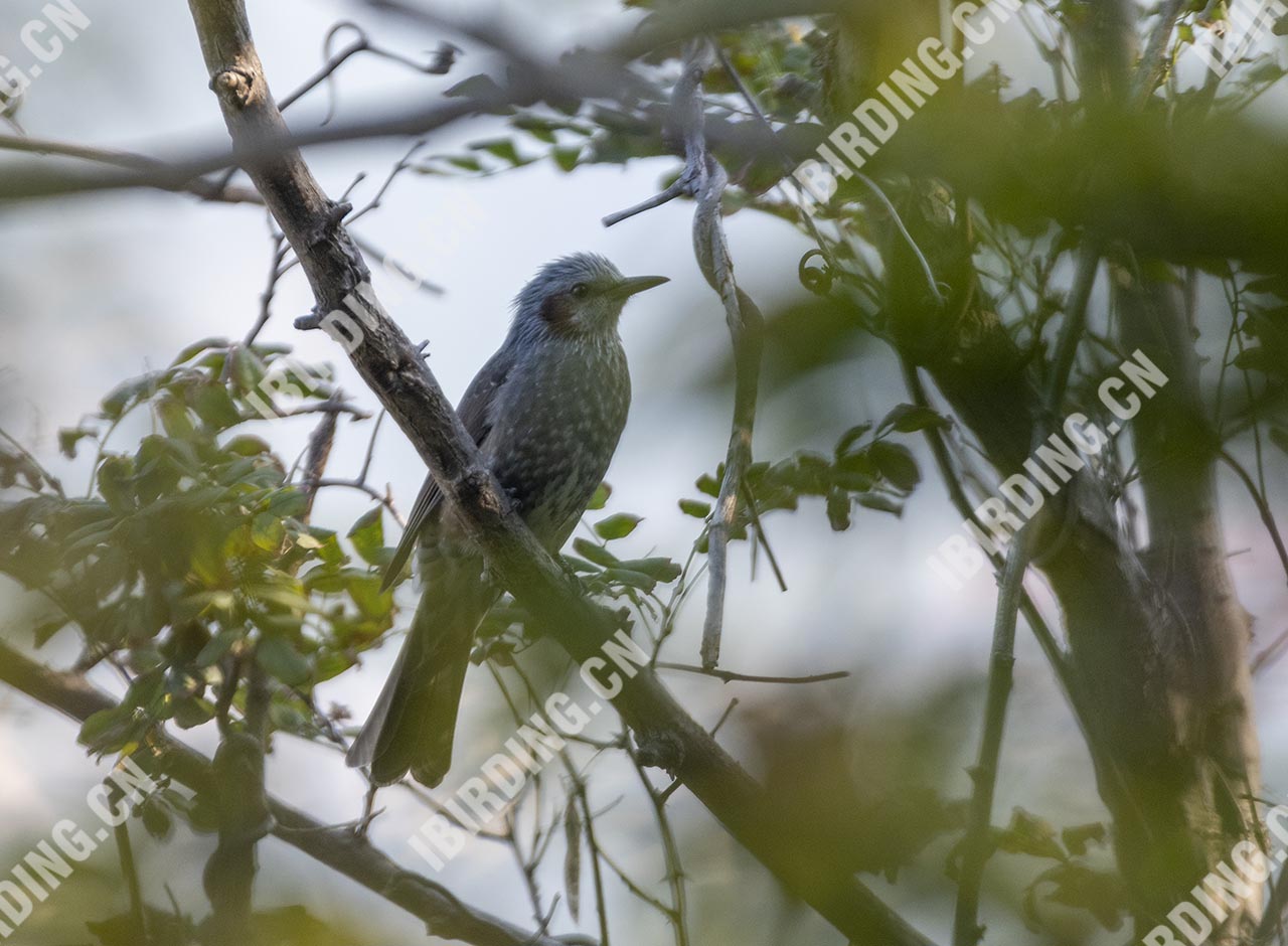 栗耳短脚鹎 Brown-eared Bulbul