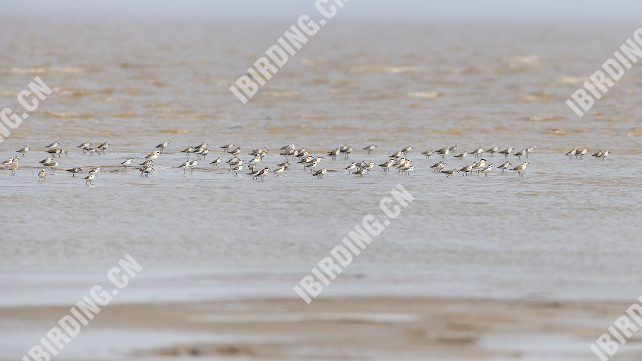 铁嘴沙鸻 Greater Sand Plover