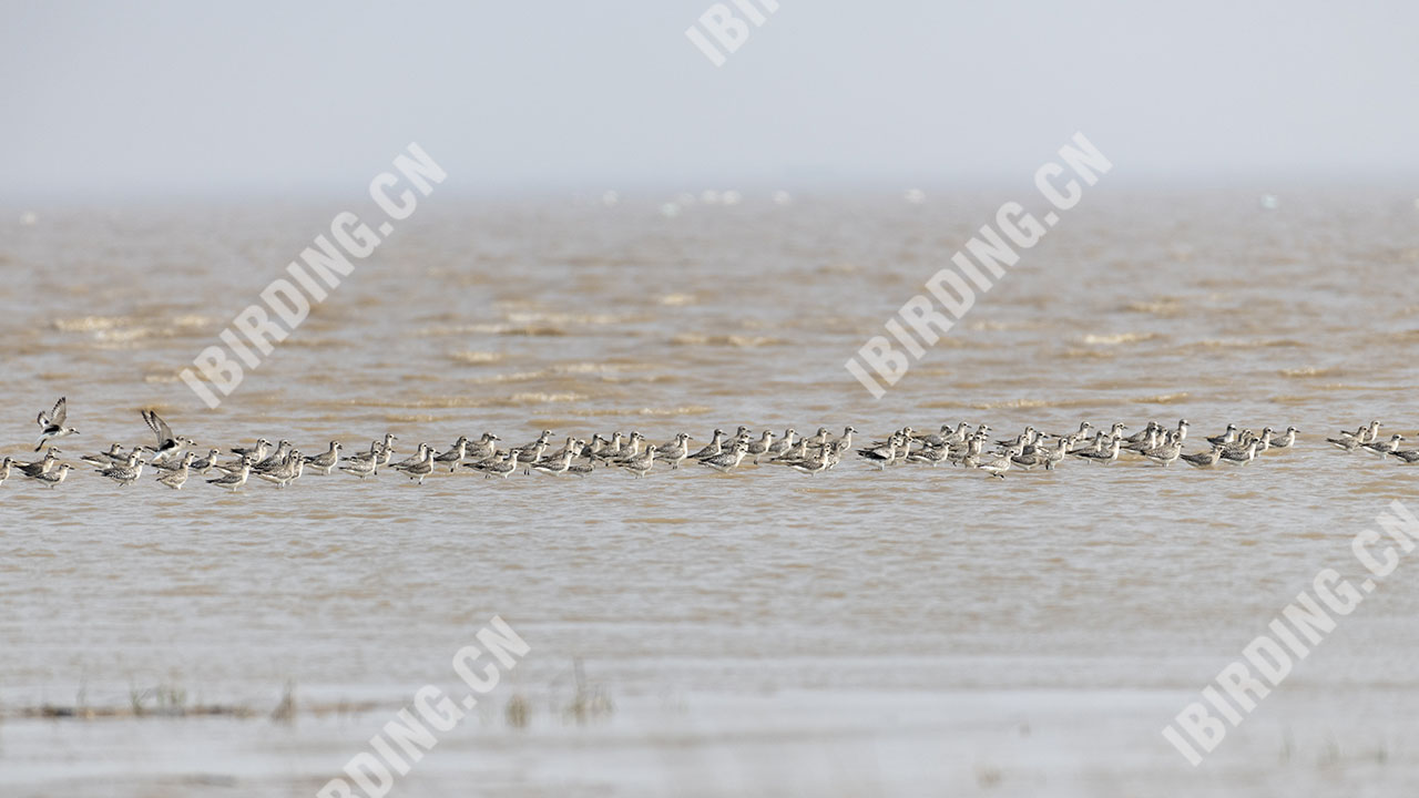 灰斑鸻 Grey Plover