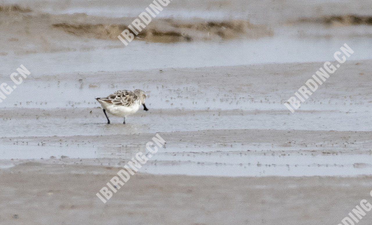 勺嘴鹬 Spoon-billed Sandpiper