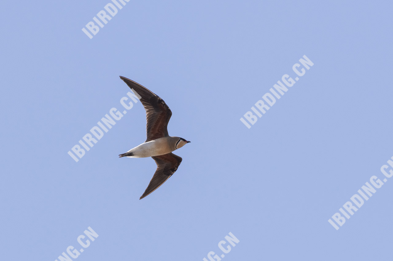 普通燕鸻 Oriental Pratincole