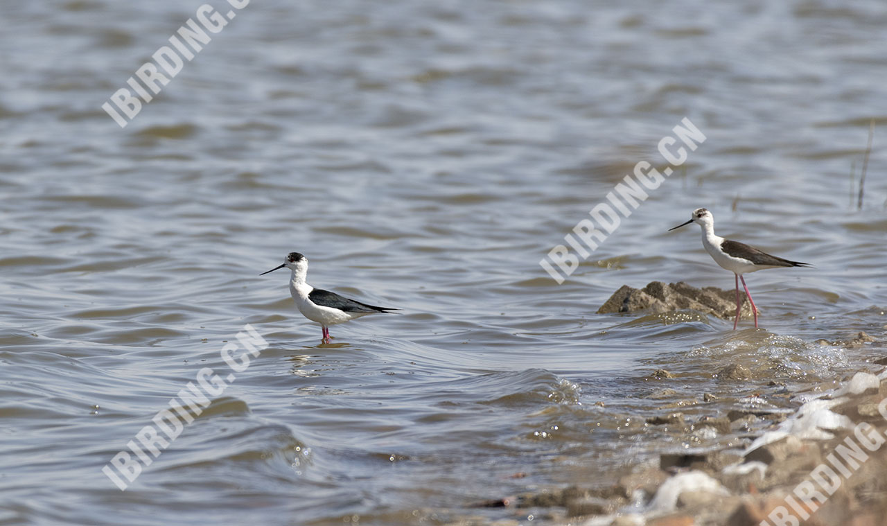 黑翅长脚鹬 Black-winged Stilt