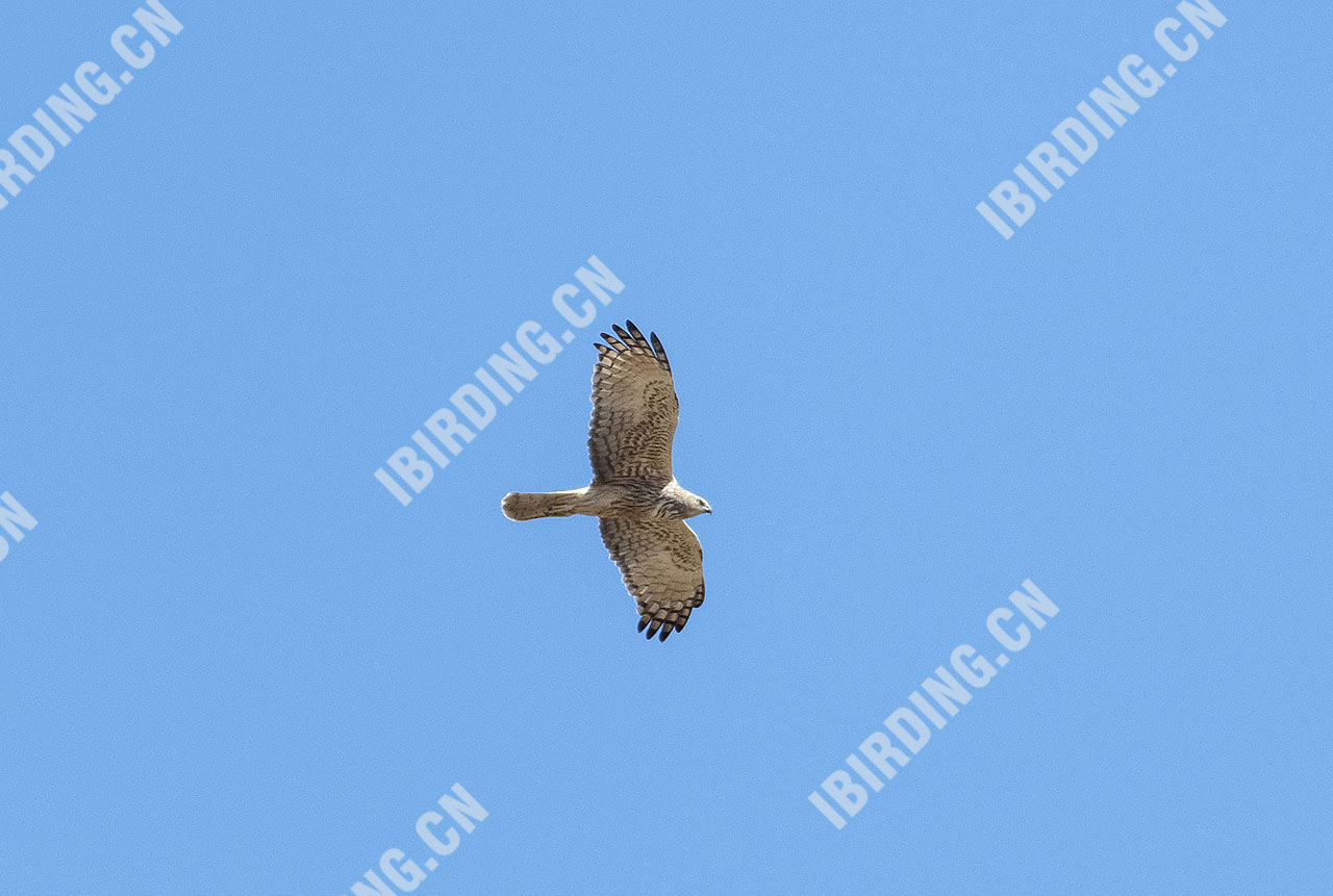 白腹鹞 Eastern Marsh-Harrier