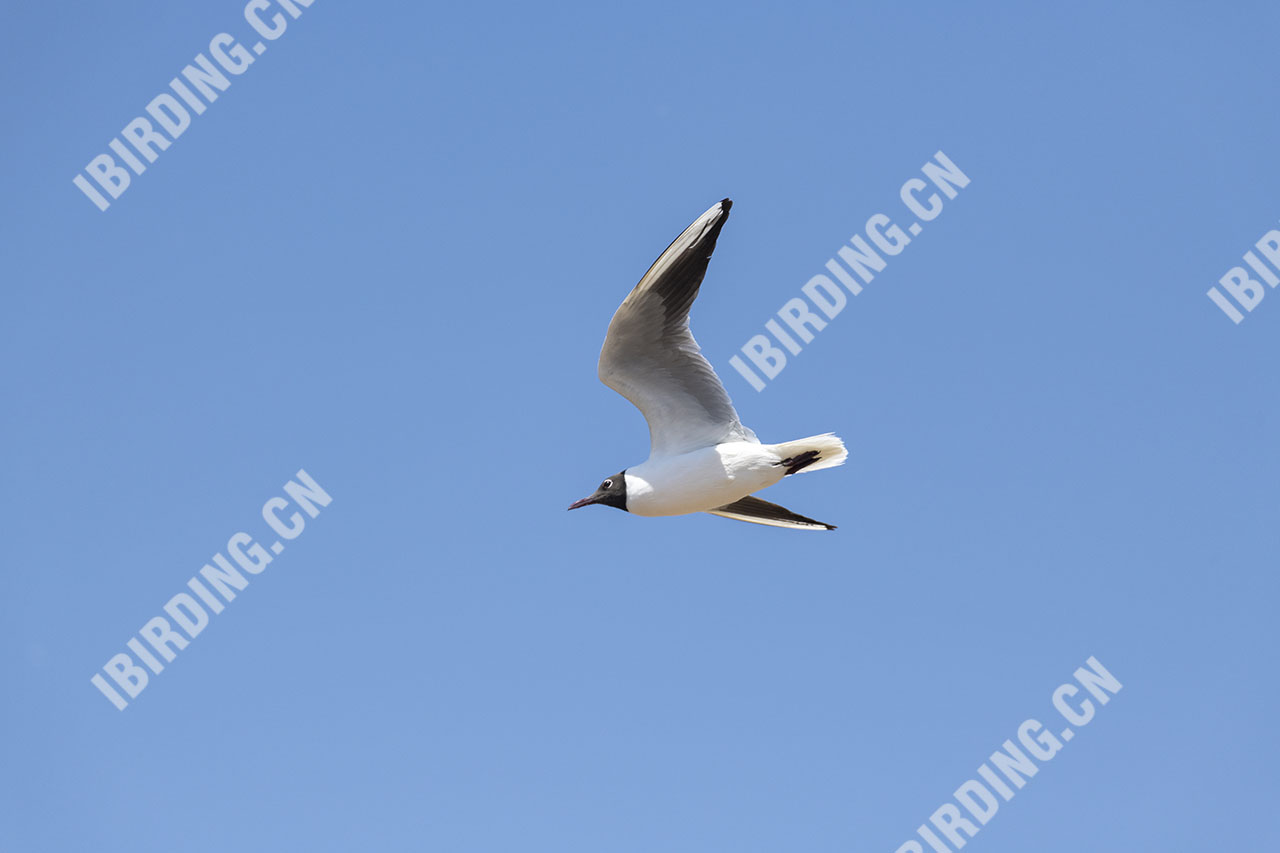 黑嘴鸥 Saunders's Gull