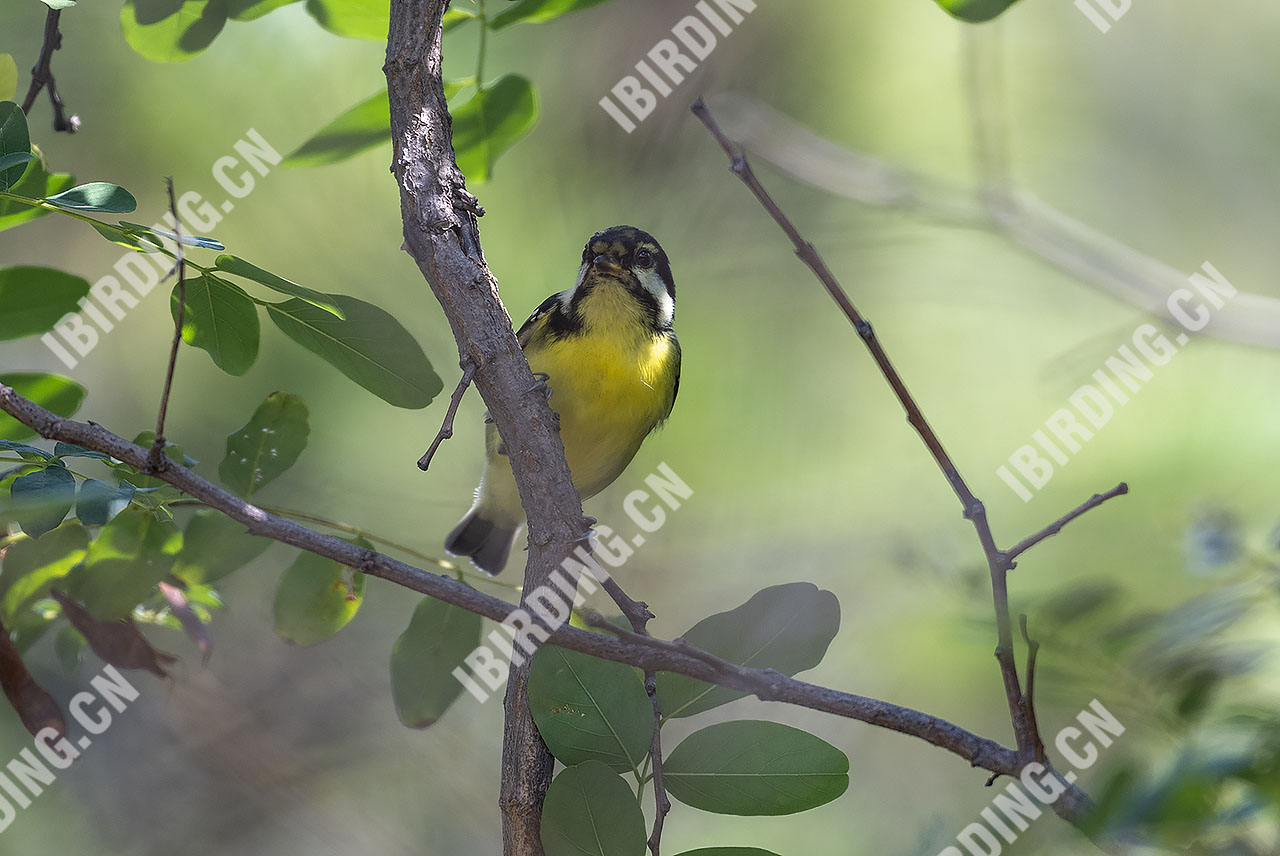 黄腹山雀 Yellow-bellied Tit