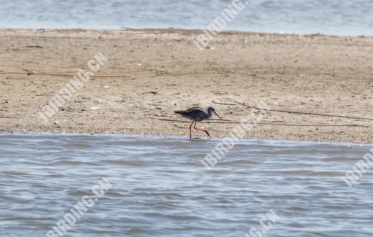 鹤鹬 Spotted Redshank