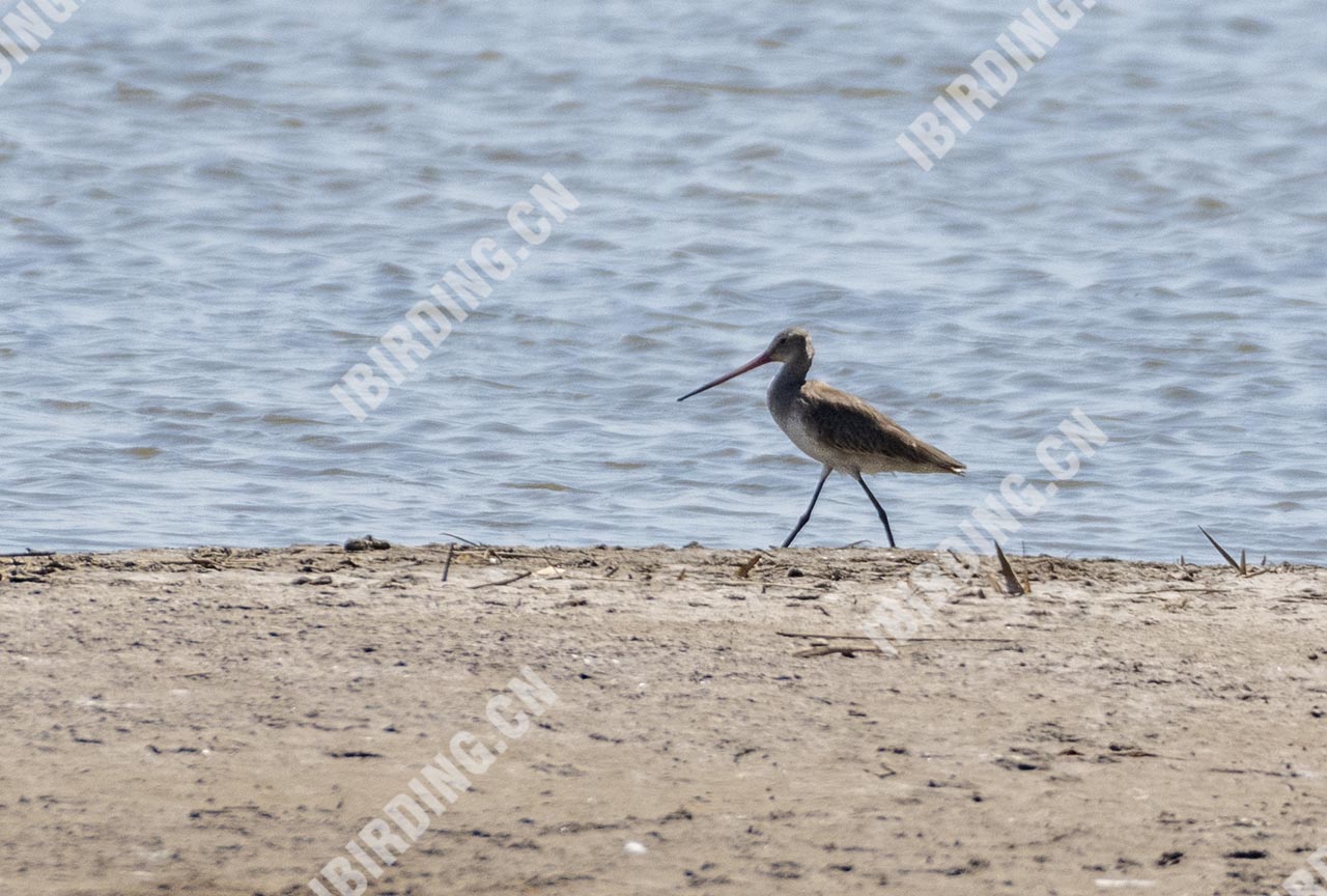 黑尾塍鹬 Black-tailed Godwit