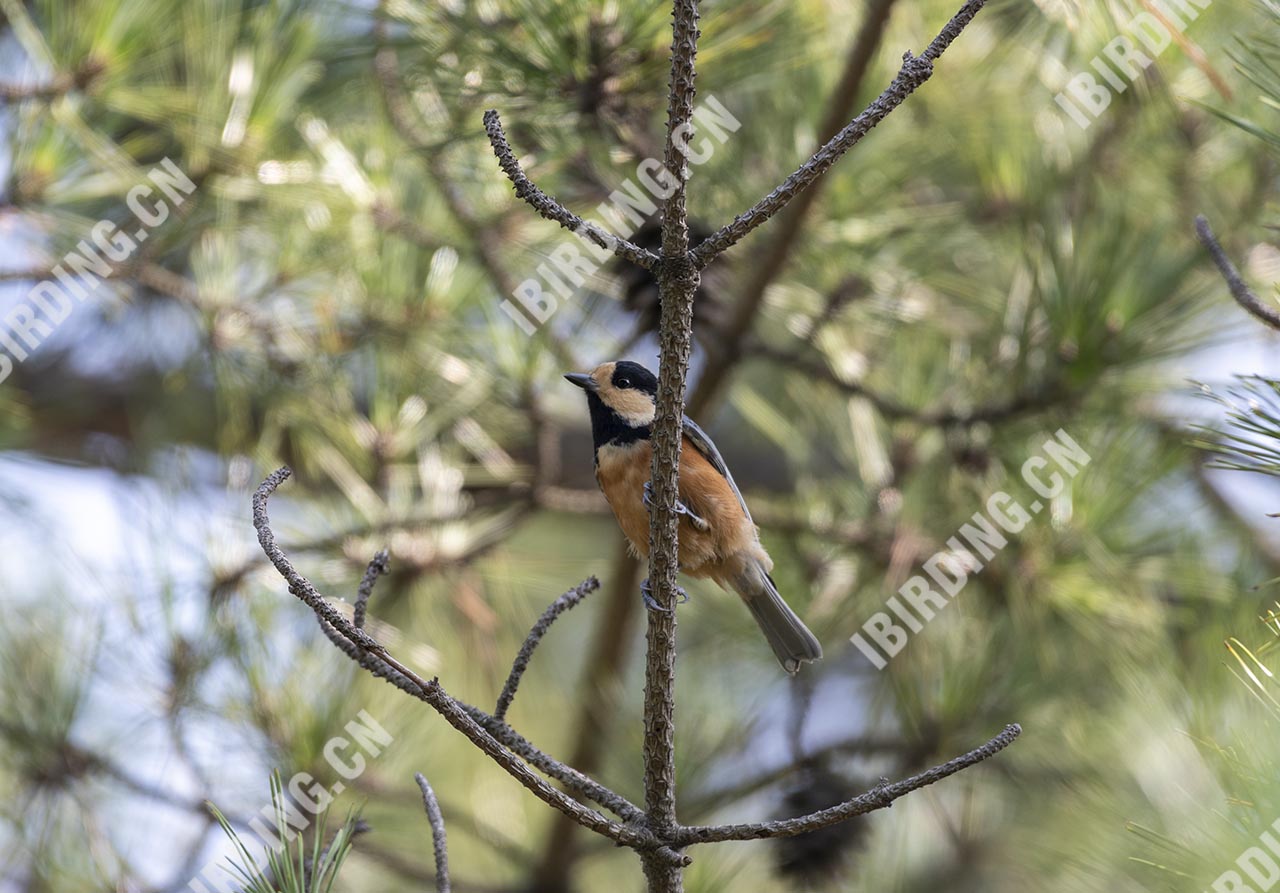 杂色山雀 Varied Tit