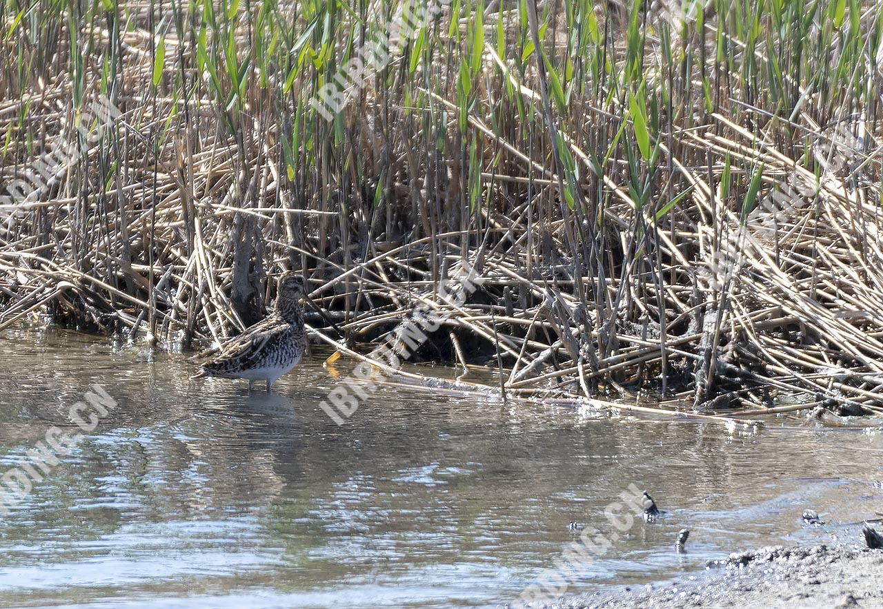 扇尾沙锥 Common Snipe