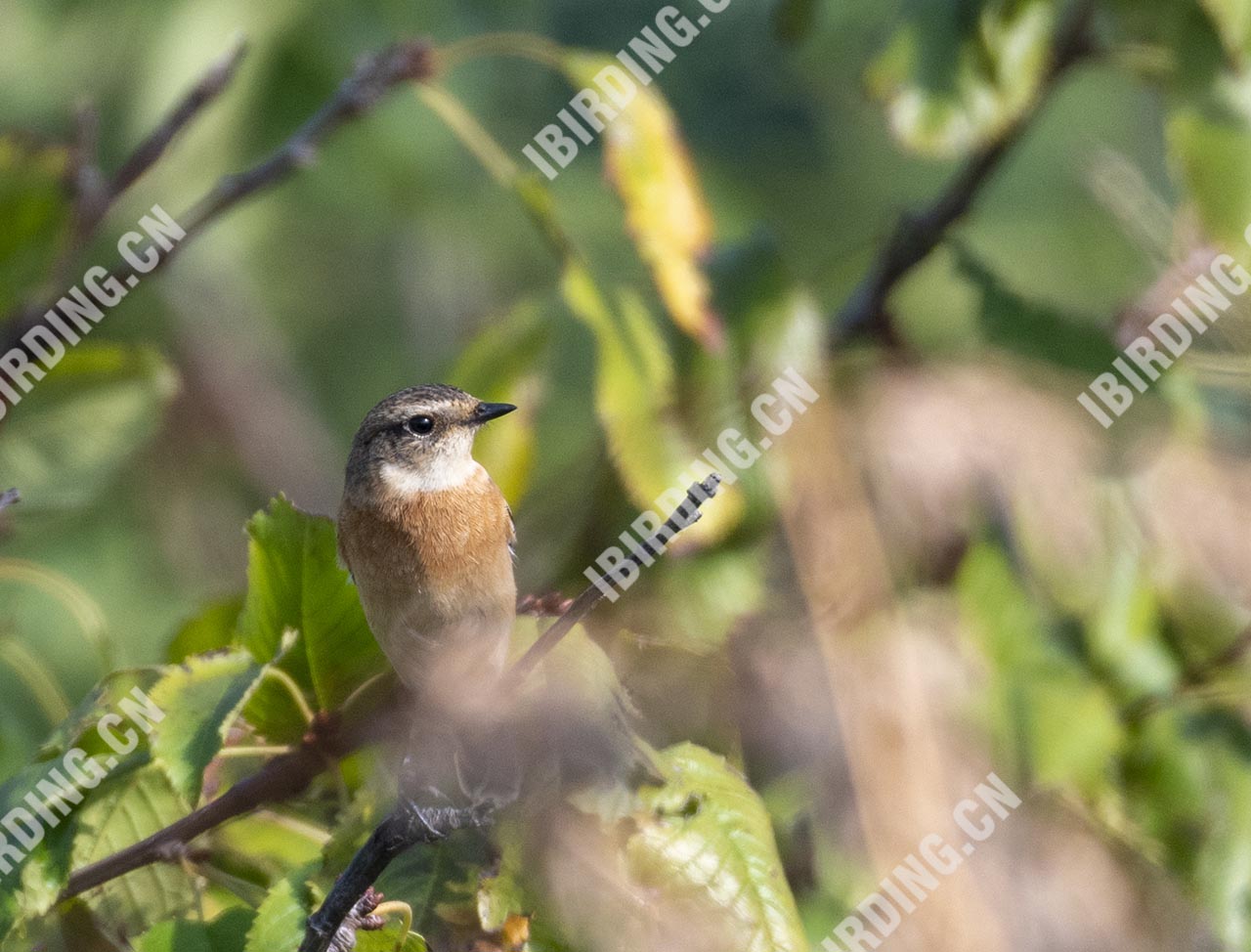 黑喉石鵖 Common Stonechat