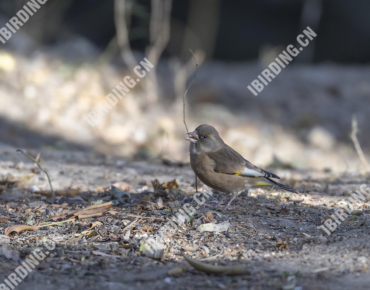 金翅雀 Grey-capped Greenfinch